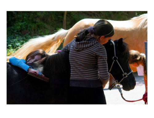 Umfrage zum Thema „Pferde und Ponys in Bildungs- und Erziehungseinrichtungen“